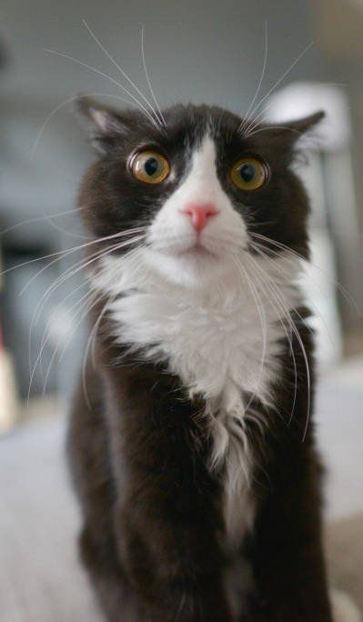 black and white cat